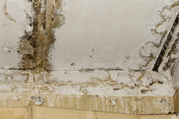 Best Indoor Air Quality Assessment  in Quincy, FL