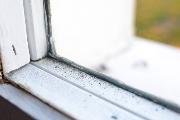 Best Mold Damage Restoration  in Quincy, FL