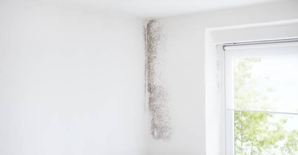Best Mold Prevention Services  in Quincy, FL