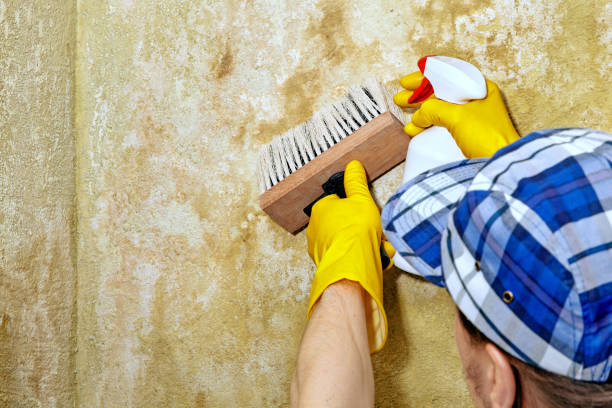 Best Asbestos and Lead Testing During Mold Inspection  in Quincy, FL