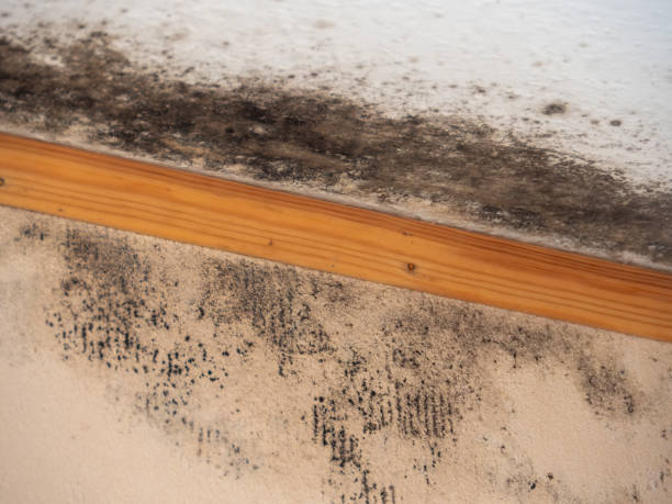 Trusted Quincy, FL Mold Removal Experts