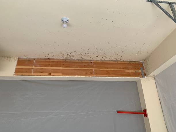 Best Crawl Space Mold Remediation  in Quincy, FL