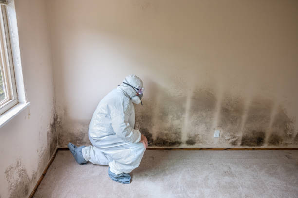 Best Attic Mold Removal  in Quincy, FL