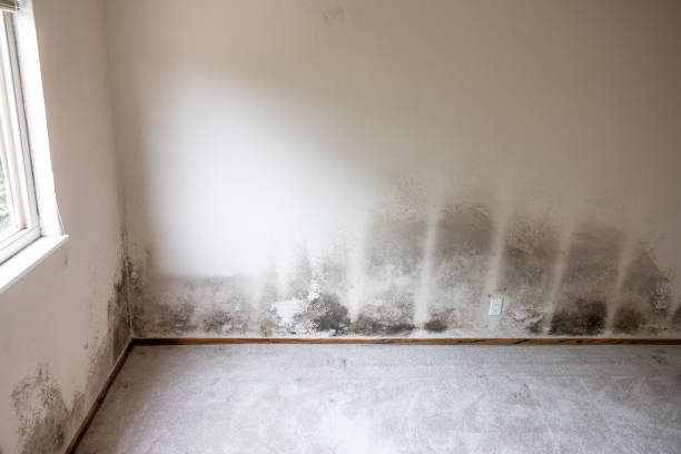 Best Air Quality Testing for Mold Spores  in Quincy, FL