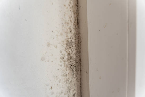 Best Comprehensive Air Testing for Mold Contaminants  in Quincy, FL
