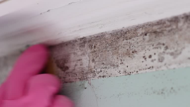  Quincy, FL Mold Removal Pros